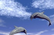 海豚手机2宝石（华丽外观）