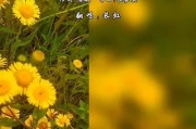 长虹X1手机的性能与体验（一款值得购买的高性价比手机）
